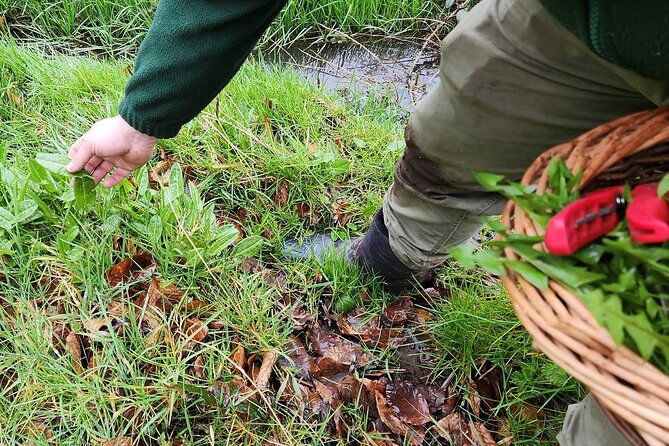 Adult Foraging Walk & Bushcraft Cookery Course for Beginners - BallyBurren’s setting adds variety