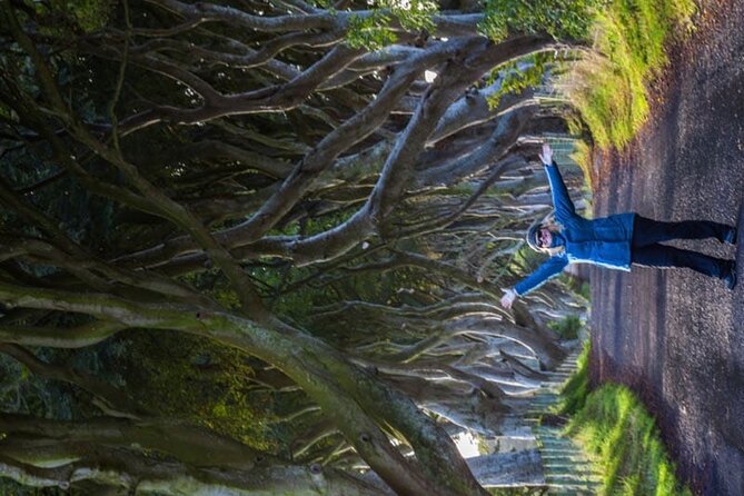 Giants Causeway & Antrim Coast Private Tour - The Dark Hedges and the Kingsroad