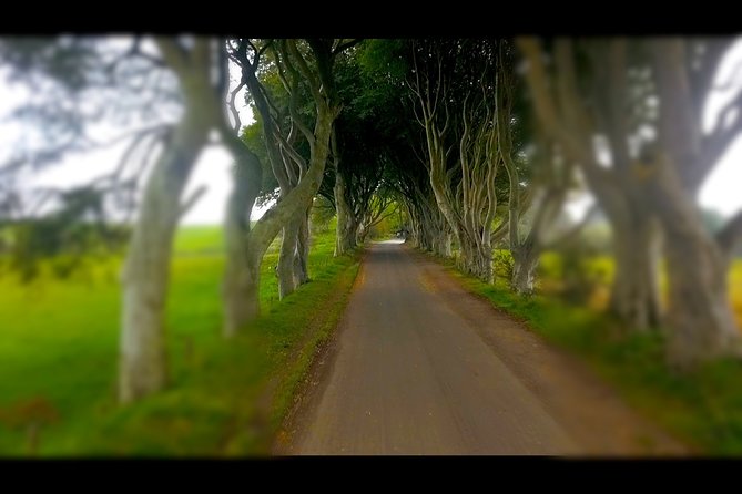 Guided Day Tour of Giant's Causeway from Belfast by Comfortable Coach - The Dark Hedges: famous trees, mixed appeal