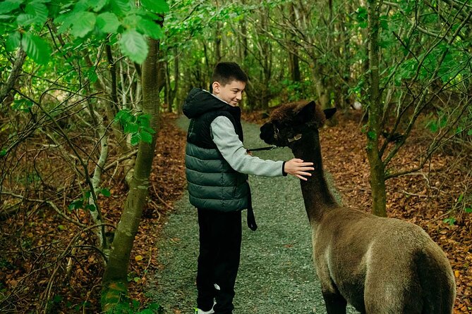 Guided Scenic Alpaca Trekking Experience Northern Ireland - The Alpacas: Calm, Gentle, and Full of Character
