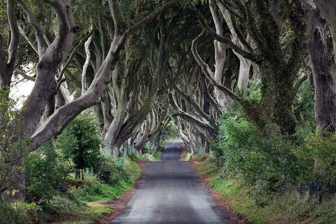 Private Giant's Causeway Tour including Game of Thrones Sites - The Dark Hedges and its screen-famous setting