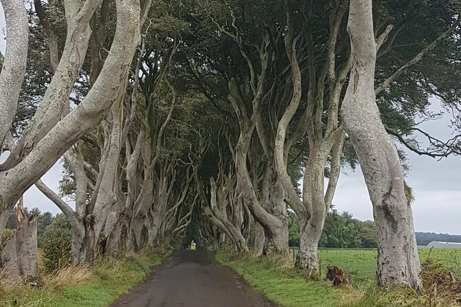 Private tour of the Antrim coast , Giants Causeway and Game of Throne locations - Giant’s Causeway gives the day its backbone